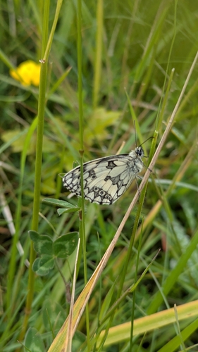 Marbled White