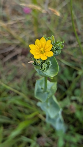 Yellow-wort
