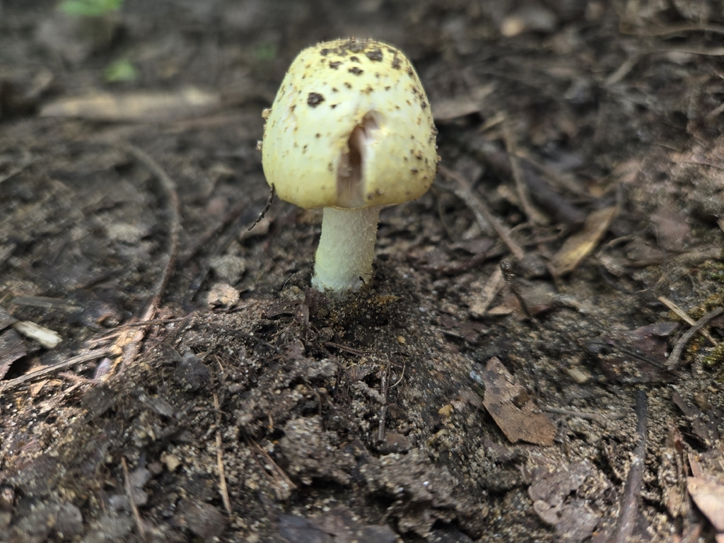 Agaricus auricolor