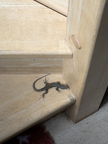 Common Wall Lizard