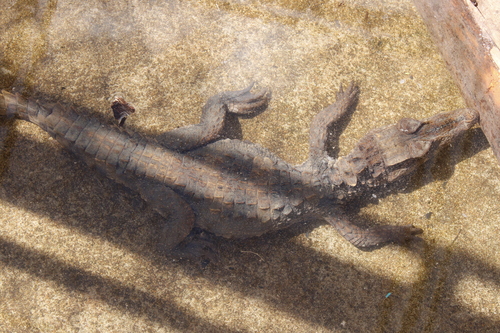 Cuvier's Dwarf Caiman