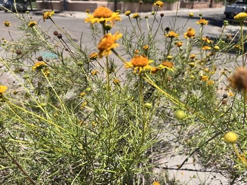 Sidneya tenuifolia