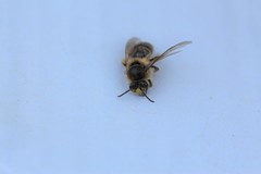 Colletes inaequalis