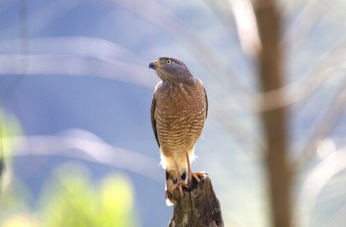 Roadside Hawk