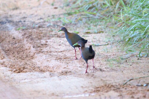 Slaty-breasted Wood-Rail