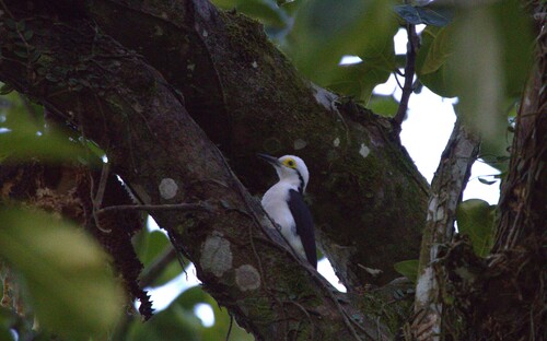 White Woodpecker