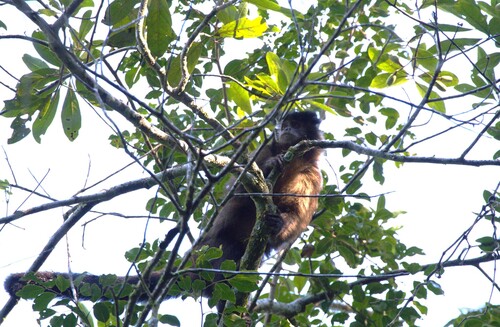 Black capuchin