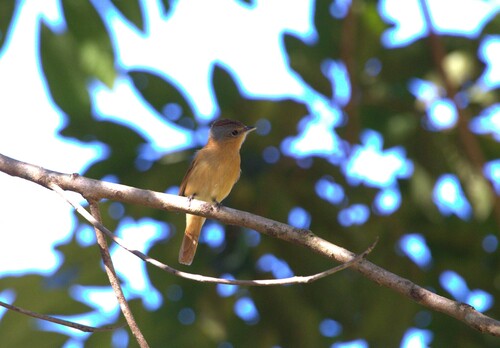 Chestnut-crowned Becard