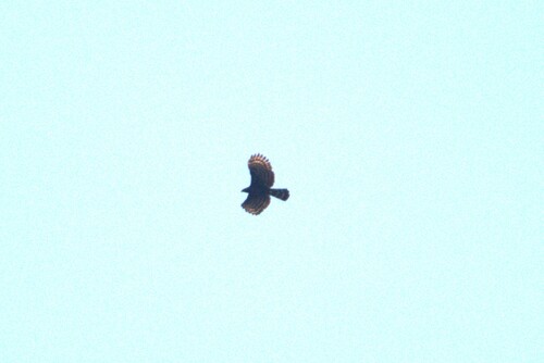 Black Hawk-Eagle