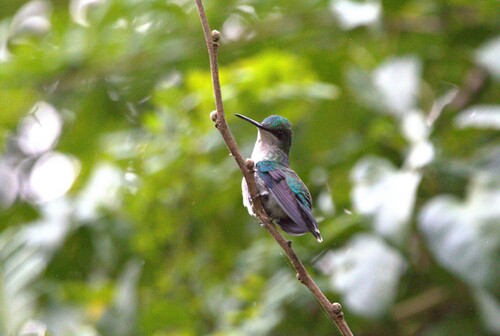 Violet-capped Woodnymph