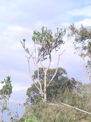 Euphorbia abyssinica