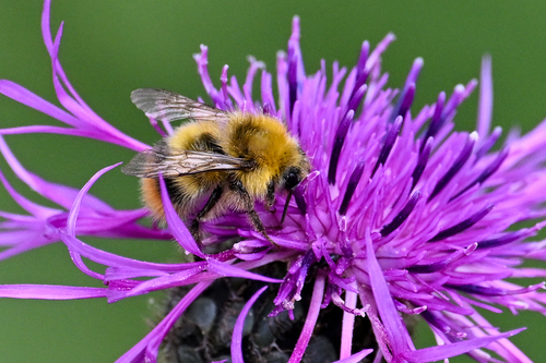Early Bumble Bee