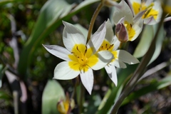 Tulipa turkestanica