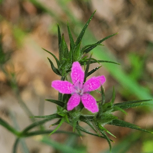 Deptford pink