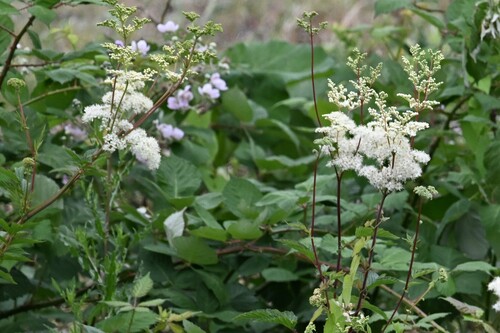 Meadowsweet