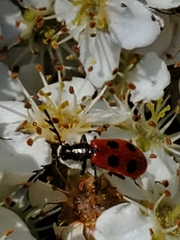 Pelonides quadripunctata
