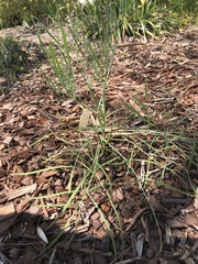 Perideridia kelloggii