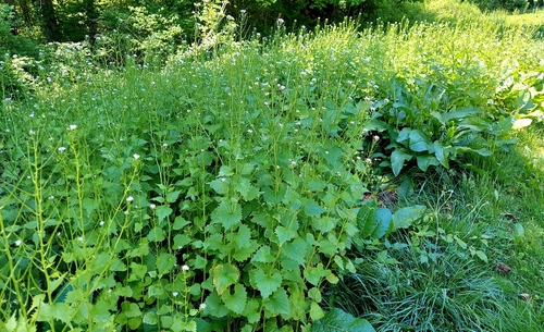 garlic mustard