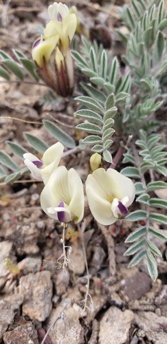 Image of Eureka Milkvetch (Astragalus eurekensis) by (c) Chelsea Welch, some rights reserved (CC BY)