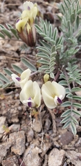 Astragalus eurekensis