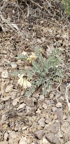 Image of Astragalus eurekensis by (c) Chelsea Welch, some rights reserved (CC BY)