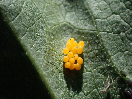 Ragweed leaf beetle photo 3