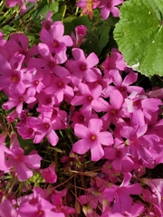 Oxalis articulata