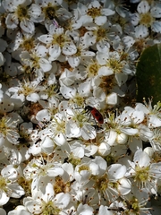 Pelonides quadripunctata