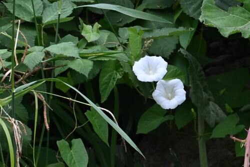 hedge bindweed