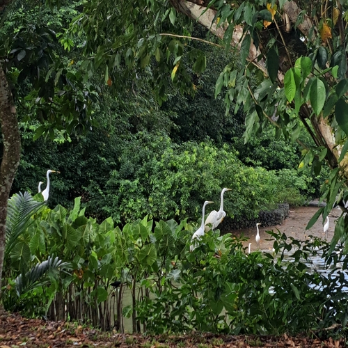 Great Egret