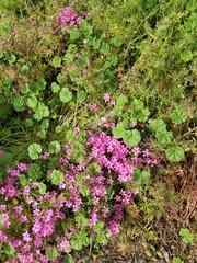 Oxalis articulata