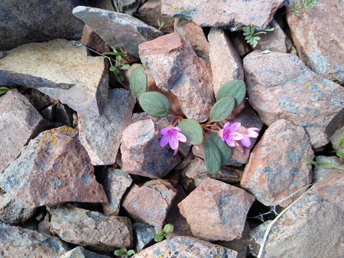 Claytonia umbellata