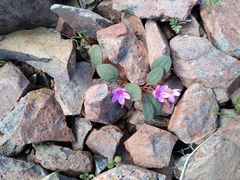 Claytonia umbellata