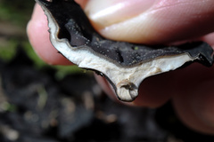 Pseudoplectania vogesiaca