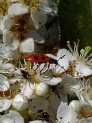 Pelonides quadripunctata