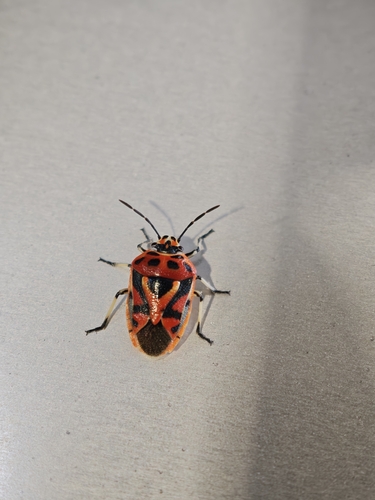 red cabbage bug