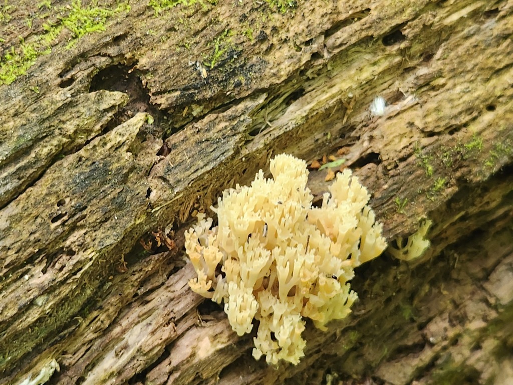 crown-tipped coral fungus · June 2026 · photo: Photo: (c) Summit Metro Parks, some rights reserved (CC BY) · iNaturalist