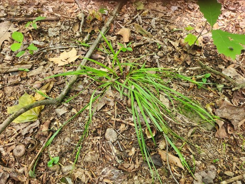 Carex digitalis, photograph 6