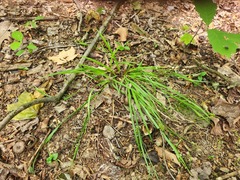Carex digitalis, photograph (c) Summit Metro Parks, some rights reserved (CC BY)
