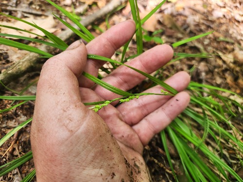 Carex digitalis, photograph 5