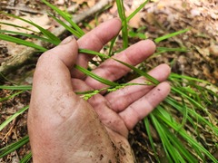 Carex digitalis, photograph (c) Summit Metro Parks, some rights reserved (CC BY)