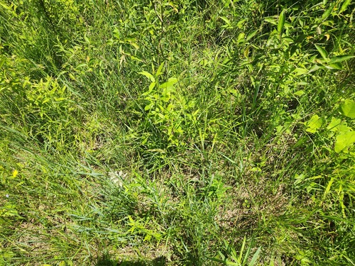 Carex bushii, photograph 2