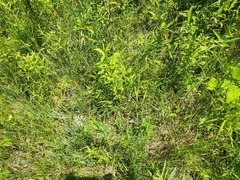 Carex bushii, photograph (c) Summit Metro Parks, some rights reserved (CC BY)