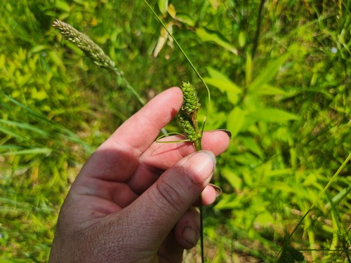 Carex bushii, photograph 5