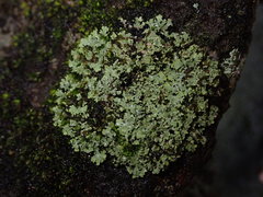 Phaeophyscia hispidula