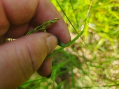 Carex bushii, photograph (c) Summit Metro Parks, some rights reserved (CC BY)