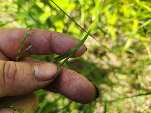 Carex bushii, photograph 4