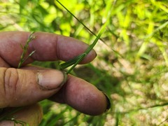 Carex bushii, photograph (c) Summit Metro Parks, some rights reserved (CC BY)