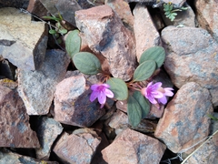 Claytonia umbellata