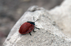 Botanochara subnervosa